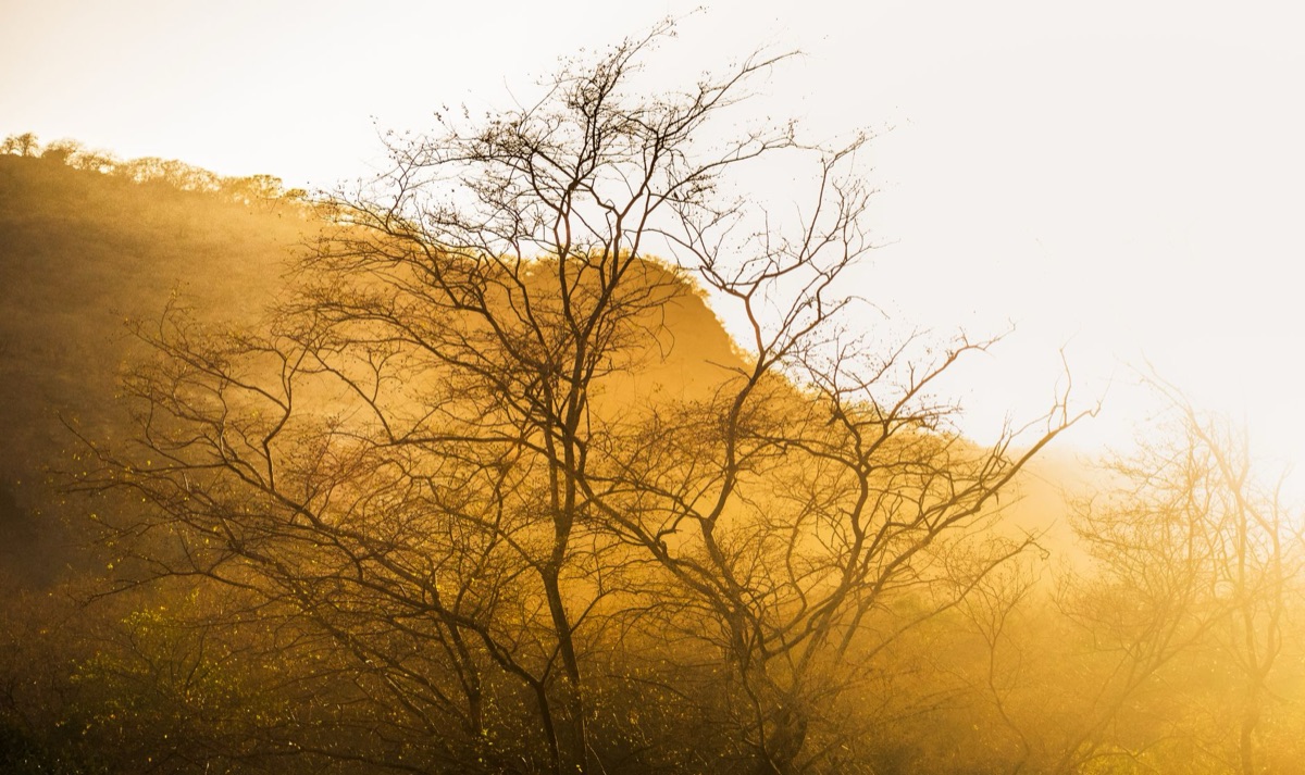 Paisagem de fantasia com uma árvore dourada majestosa sob um céu épico.