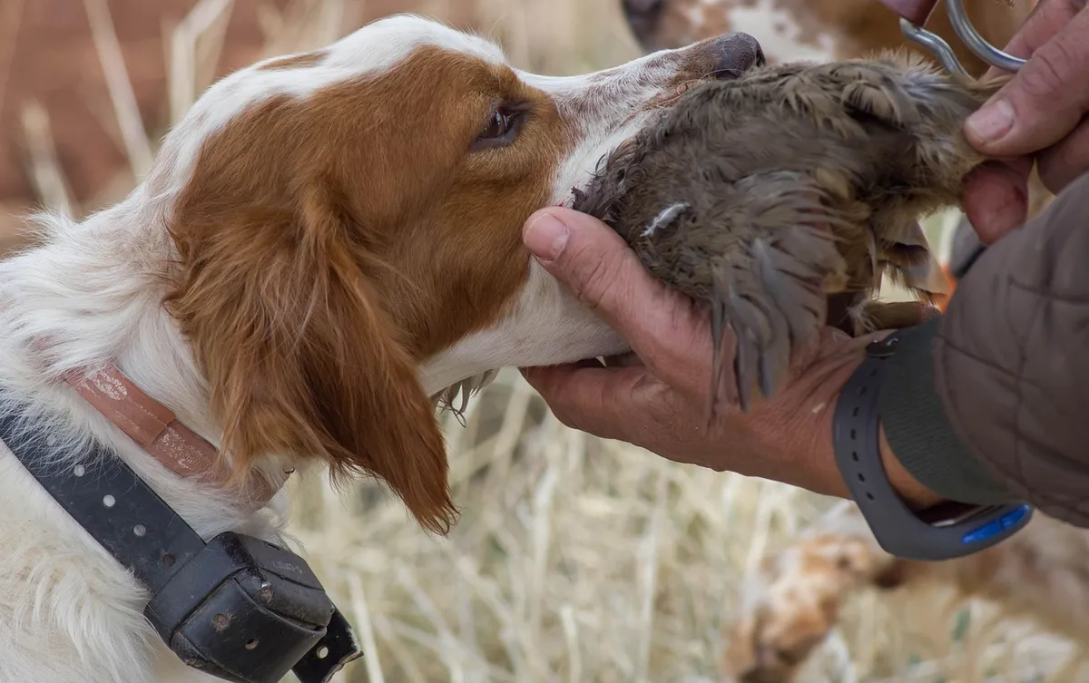 hunt, game, partridge, hunter, partridge, partridge, partridge, partridge, partridge