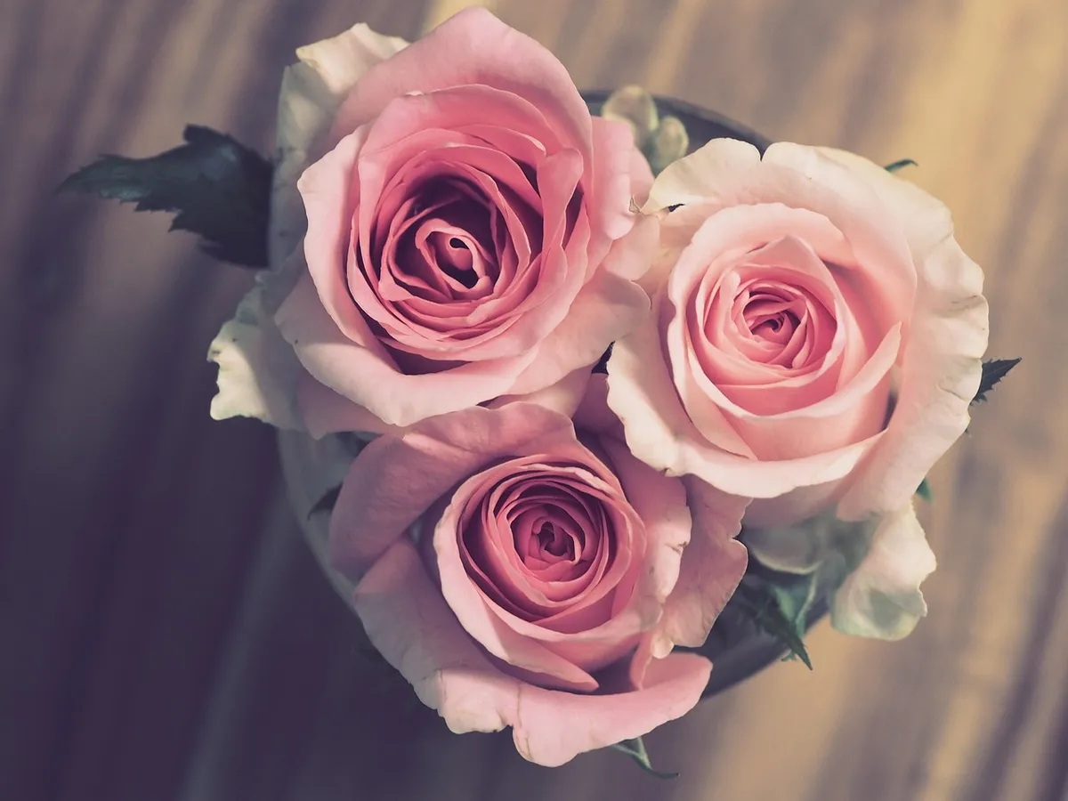 roses, pink, flowers, beautiful flowers, nature, bouquet, flower background, romantic, flower wallpaper, wedding, marriage, anniversary, gift, celebration, enga